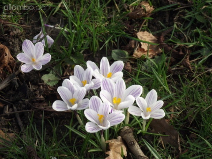 I went for a walk to my local Park and found Spring!