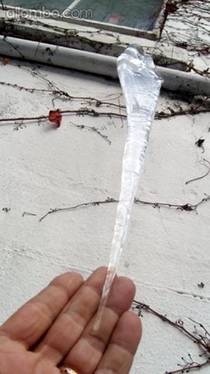 This icicle formed around a Boston Ivy Tendril.