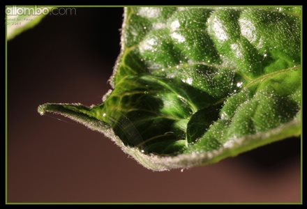 Dew Drop / Tomato Leaf