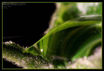 Dew Drop / Tomato Leaf