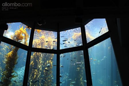 Kelp forest exhibit. Montery Bay Aquarium.
