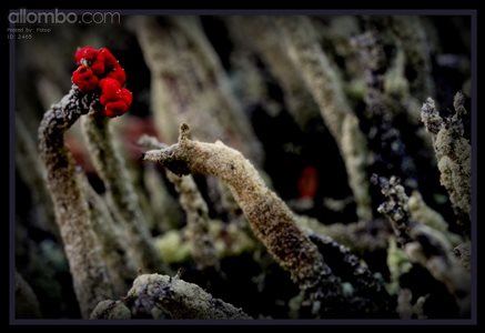 Lichen Flower, who knew they flowered?