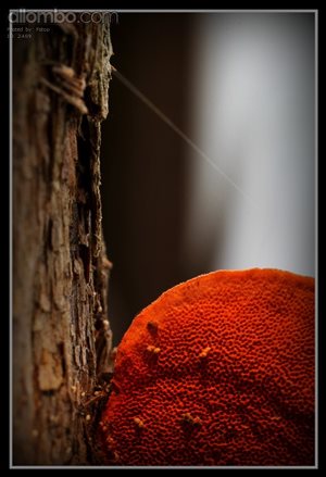 Fungi :D