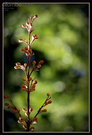 Paulownia Flower.