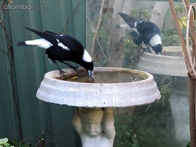 Magpies drinking from fond