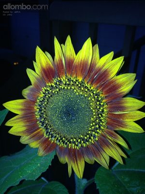 Sunflower at sunset with flash