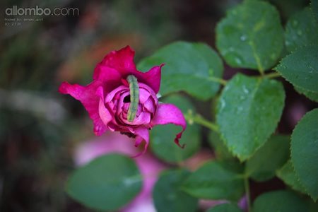 Catterpillar on rose