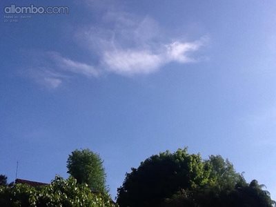 There's a dragon flying over my garden