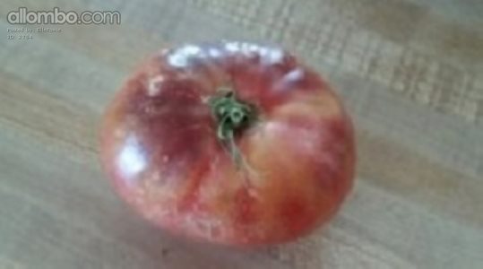 Heirloom Tomato from our garden :)