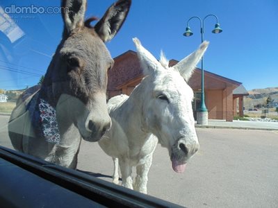 Saying Goodbye to these Donkey's :)