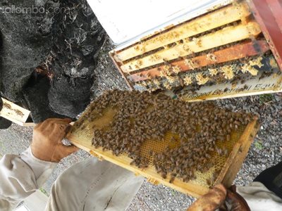 bees out of nuc