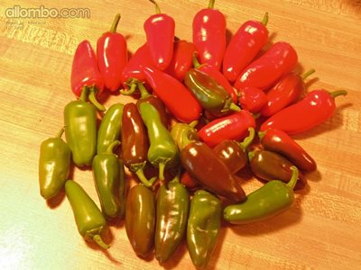 These peppers all came from the same pepper bush, I picked today from my lo...