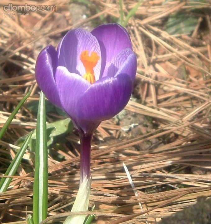Last springs crocus