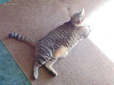 Harvey catching some rays today when I opened the front door and we did hav...