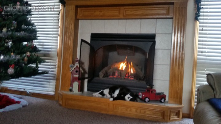 This is Franklin he loves his fireplace.
