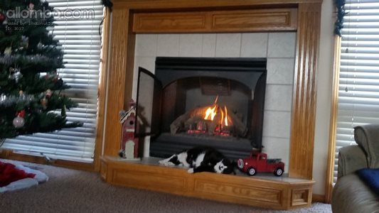 This is Franklin he loves his fireplace.  
