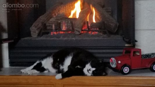 Warm cat