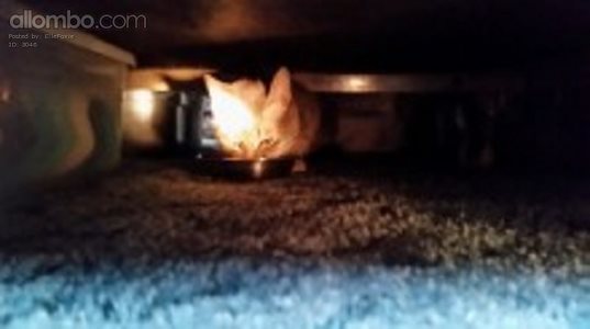 Daisy eating under the bed - The torch gives the light ......