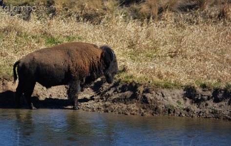 A bison, doing what he does.