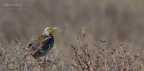 A male meadowlark, looking for a mate.