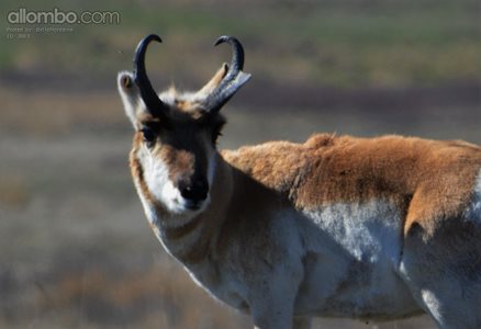 Pronghorn.  He was definitely the Alpha male in a group of ladies.