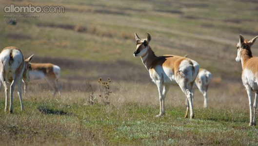 The rest of the pronghorn herd.