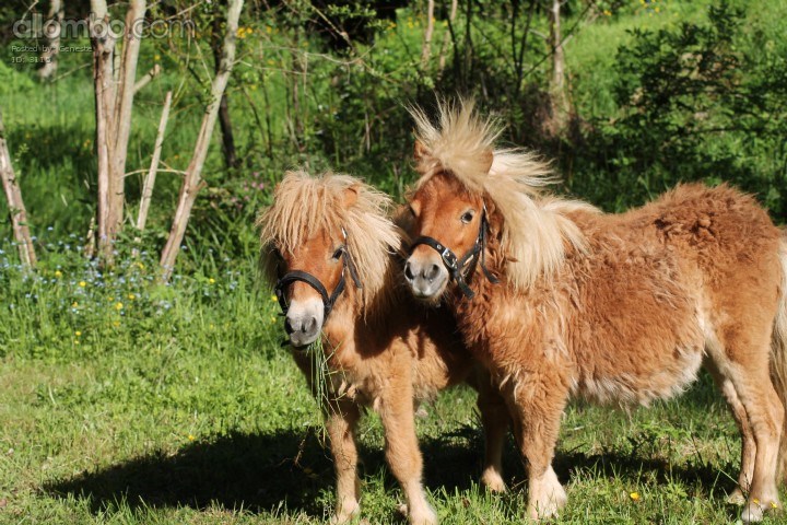 Ponies!