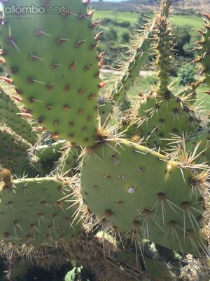 Cactus on the 8th hole
