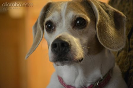 Portrait of a beagle