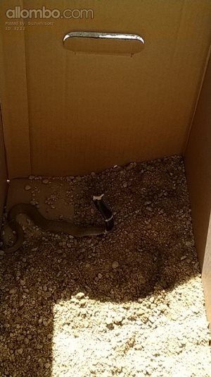 A Mozambican spitting cobra, hubby caught and rescued on a building site.