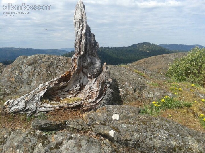 Old growth on the top of the mountain.
