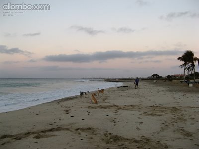 The Dogs were cooling of before people arrived, Pics from my trip to Cap Ve...
