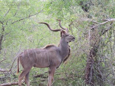 Kudu ... this magnificent animal portraying wild pride ...
