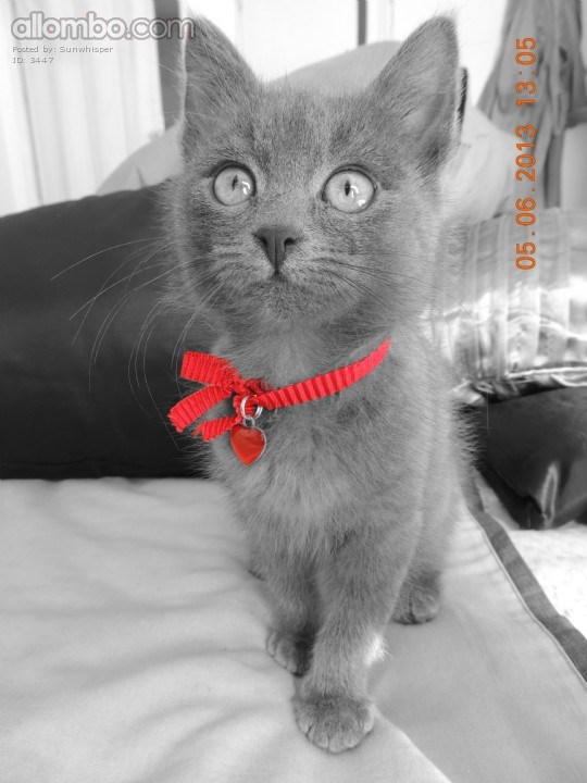 My Valentine's cat ...