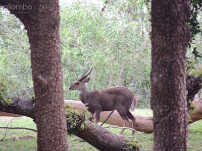 A Water buck on the banks of the elephants river ... we were lucky to get t...