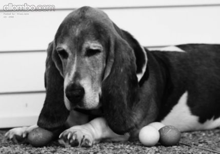 Easter Beagle!  Ok, he wasn't a Beagle, he was a Basset, and he wasn't deli...