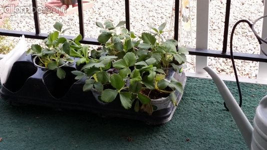 Strawberry plants ready for me to plant in the strawberry basket, Home Depo...