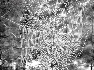 Tangled webs we weave