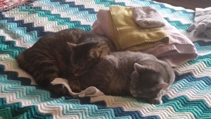 We were hoping this would happen :)
Harvey resting his head on Daisy ....