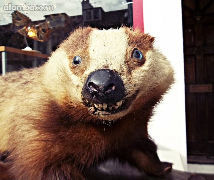 A few years back I was walking along the street and a junk shop had this bizarre thing on display.