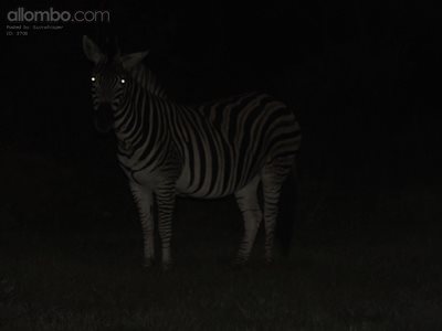 At night in wild bush country ... difficult shot ... but I tried ...