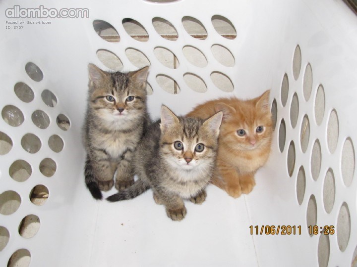 Humans are really a bit crazy ... so glad we are cats ...