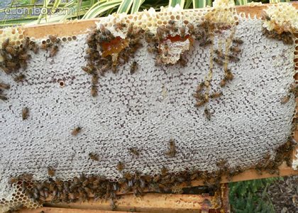 bees, this is a frame of capped honey