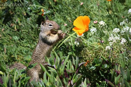 Chipmunk munching on a California poppy