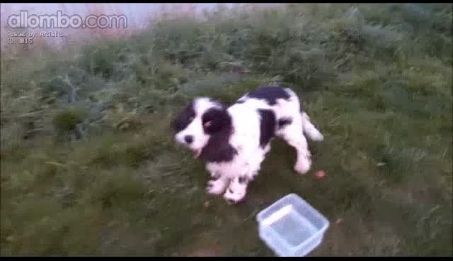 still at the dogpark