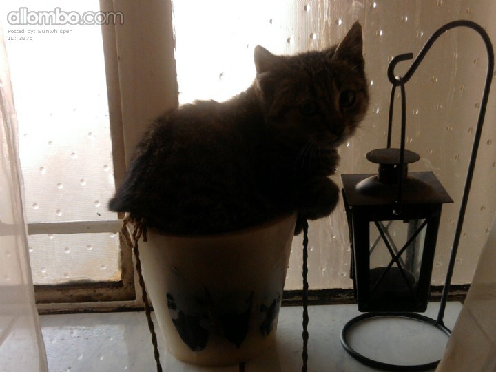 Please don't bother me ... I'm just looking at the rain outside ...