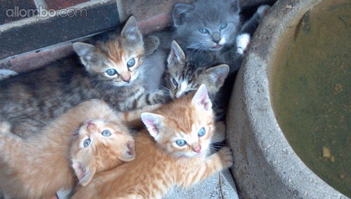 Kittens of Summers Past :)
