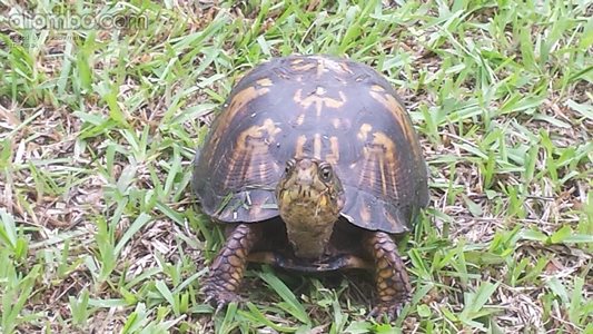The guard turtle