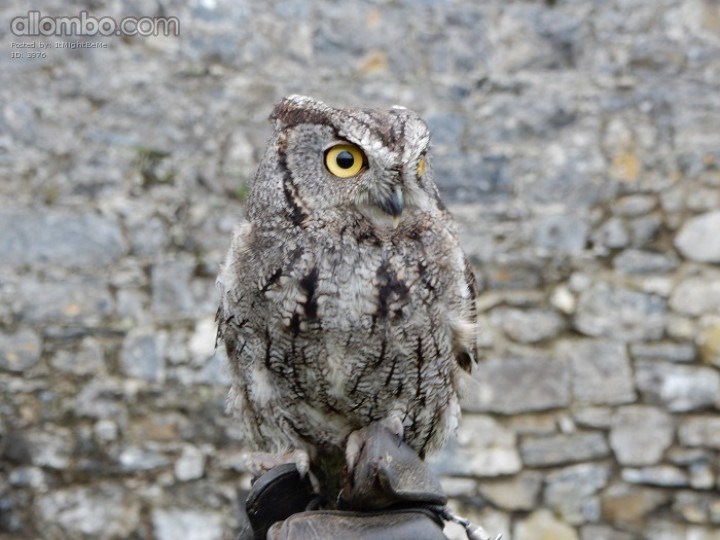 I was Amazed at the Unbelievable Beauty and his Phenomanal Ability to Blend in :)