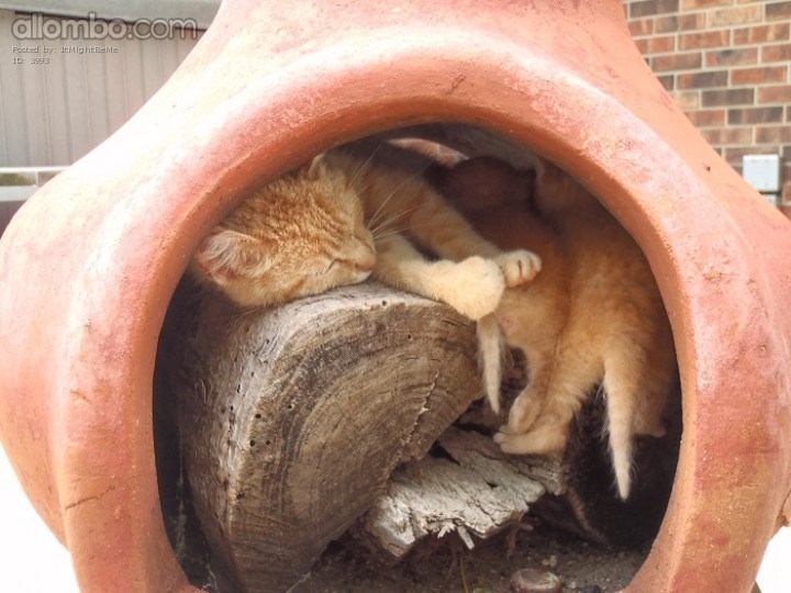 Frostie was one of the most Memorable of our Many Cats that we have had on the Farm :)  One year we had to do without our patio fireplace, since she thought it a perfect place to raise her kitties :)
